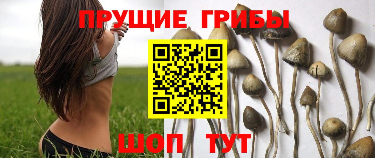 Галлюциногенные грибы Psilocybe Алексин